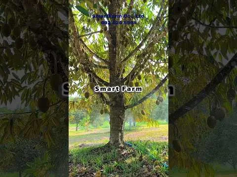 Smart Farm ลดเวลารดน้ำสวนทุเรียน